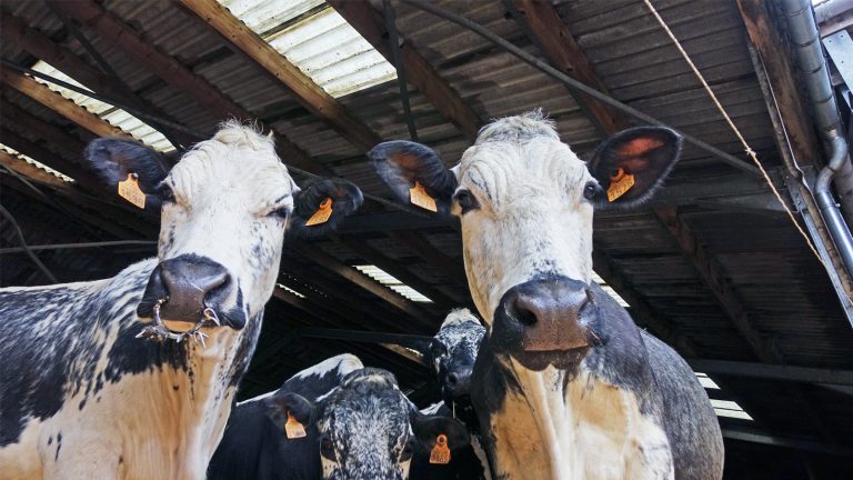 Salon de l'agriculture : à la rencontre de deux exploitations vosgiennes