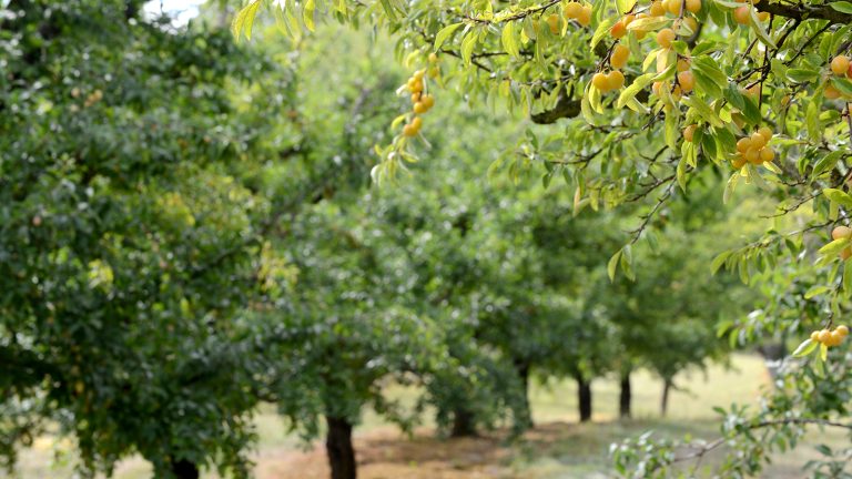 En route pour une sortie qui ne compte pas pour des prunes