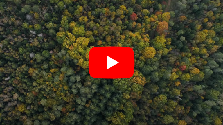 FORêT l’effet Vosges met à l’honneur le département