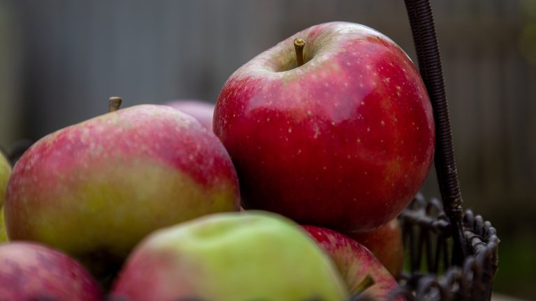 Dispositif d’aide à la plantation d’arbres fruitiers : Quelles sont les nouveautés ?