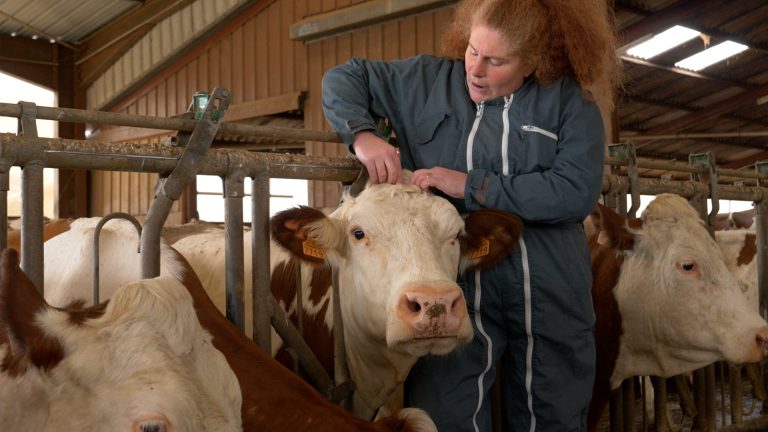 S’initier à l’acupuncture pour soigner ses animaux d’élevage