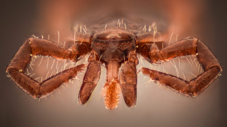 Maladie de Lyme : une conférence pour s'informer