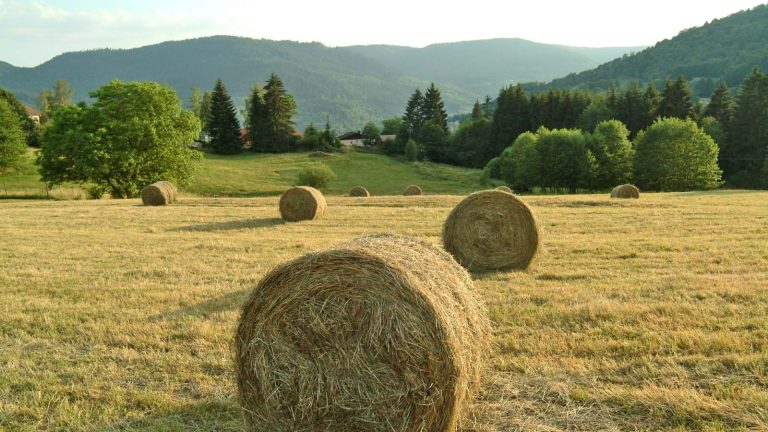 Comment le Conseil départemental agit pour l’Agriculture et la Forêt ?