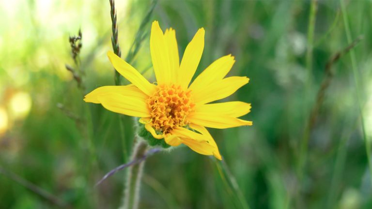 Réimplantation de l’Arnica dans les Vosges : Où en est-on ?