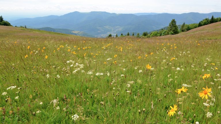Année blanche pour l’Arnica des Hautes-Vosges