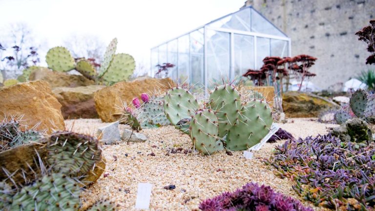 Peut-on faire pousser des cactus dans les Vosges ?