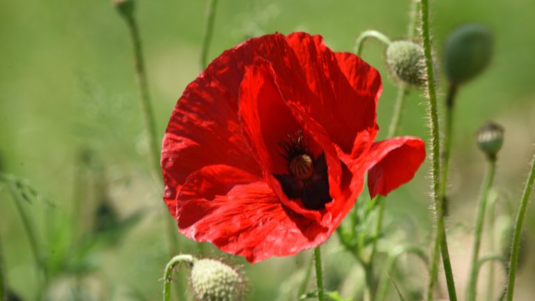 Du zéro-phyto à la biodiversité