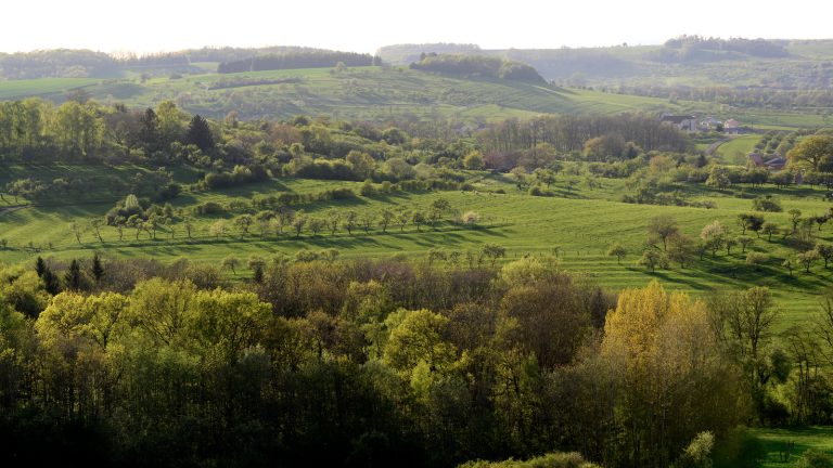 Pour faire face aux sécheresses : « Haie bien, plantons des Haies ! »