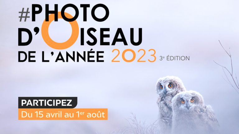 La LPO vous invite à lui envoyer votre photo « Oiseau de l’année 2023 »