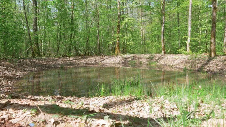 Quatre nouvelles mares en Forêt de Tignécourt inaugurées
