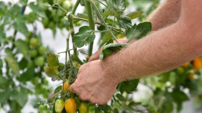 Vente directe : quelles précautions prendre contre le COVID-19 ?