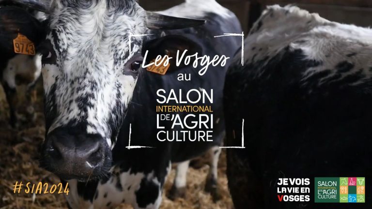 GAEC de l'ETRAYE : Éleveur de vaches vosgiennes à Ramonchamp
