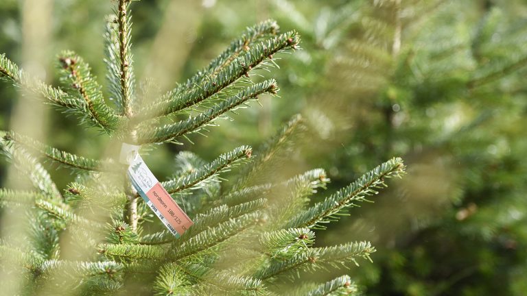 Cette année, optez pour un sapin de Noël « 100 % Made in Vosges » !