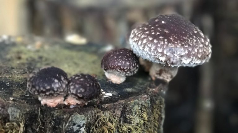Shiitake : un goût d’Asie dans les Vosges