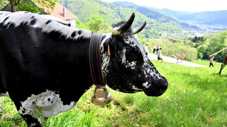 Comice agricole et Houblon'Art à Rambervillers