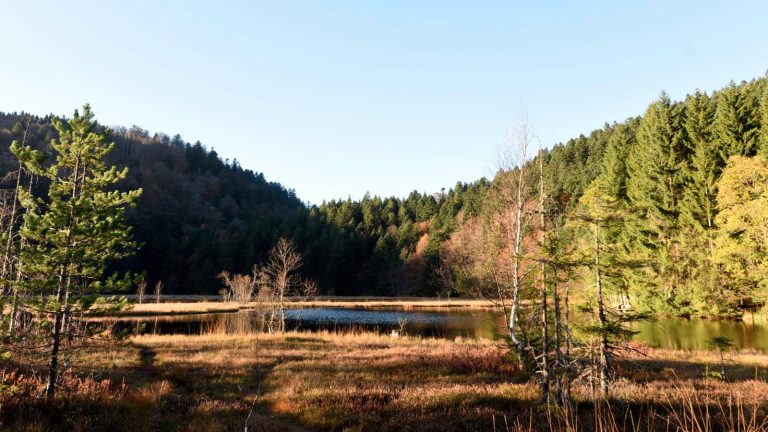 « Il est urgent de restaurer les zones humides  »