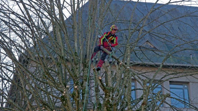 Travaux d’élagage en cours au Collège Clémenceau d’Epinal