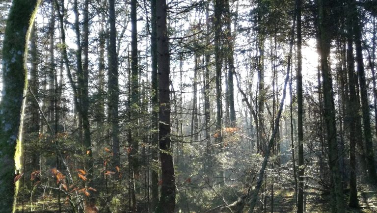 Les différents visages des forêts du Grand Est
