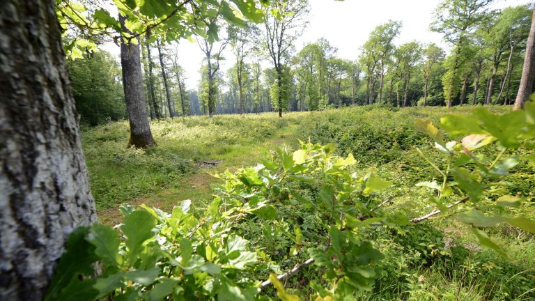 6ème semaine de la forêt en Déodatie ce weekend