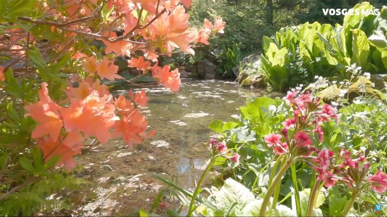 Estivosges : prendre un peu de fraîcheur au jardin du haut Chitelet