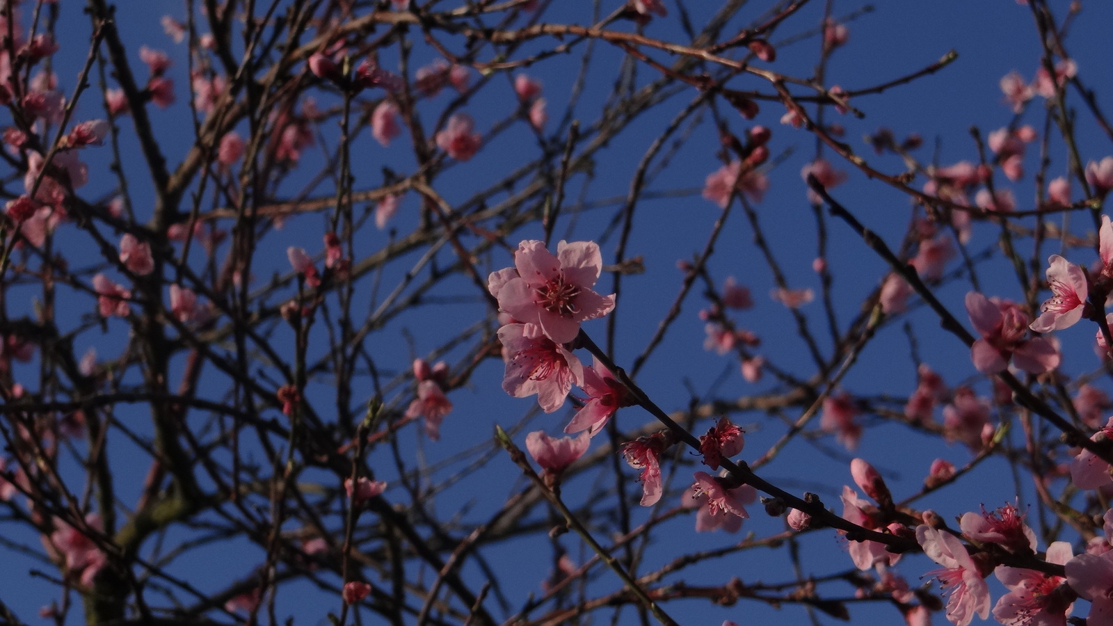 Le printemps en images