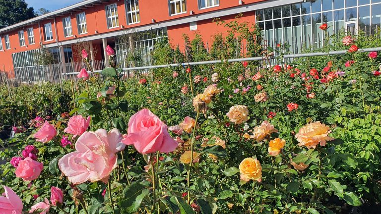 Roville aux Chênes : Ventes d’automne à l’Ecole d’Horticulture et de Paysage