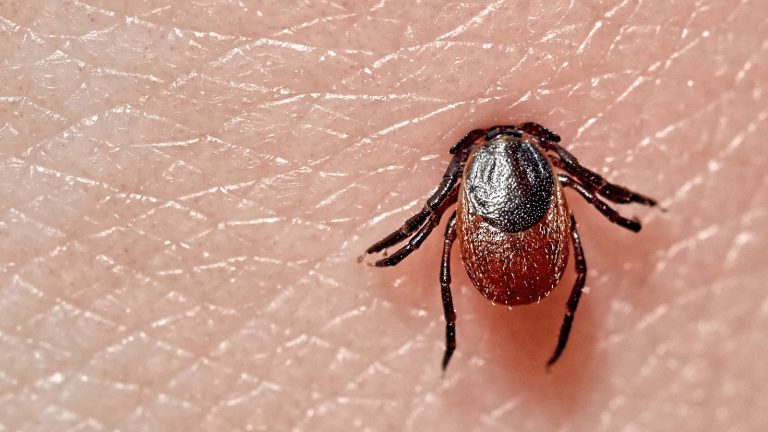 Lyme en lumière
