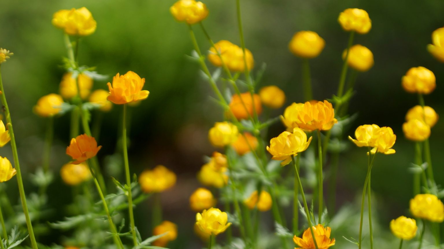 Jardin haut Chitelet