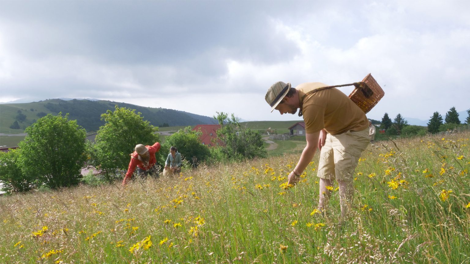 Arnica 2025 Vosges 1