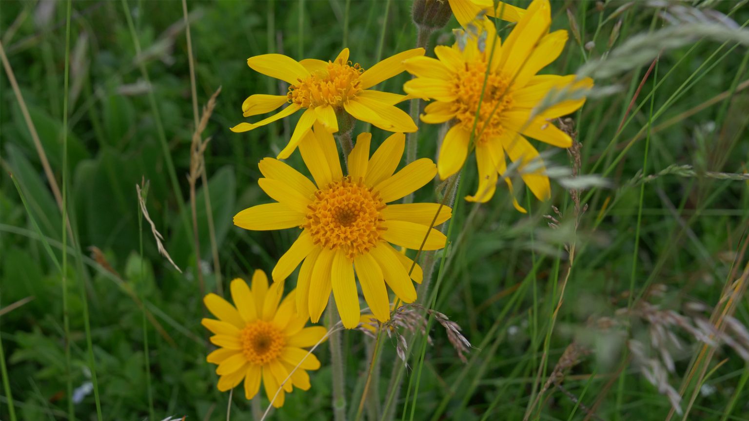 Arnica 2025 Vosges 2