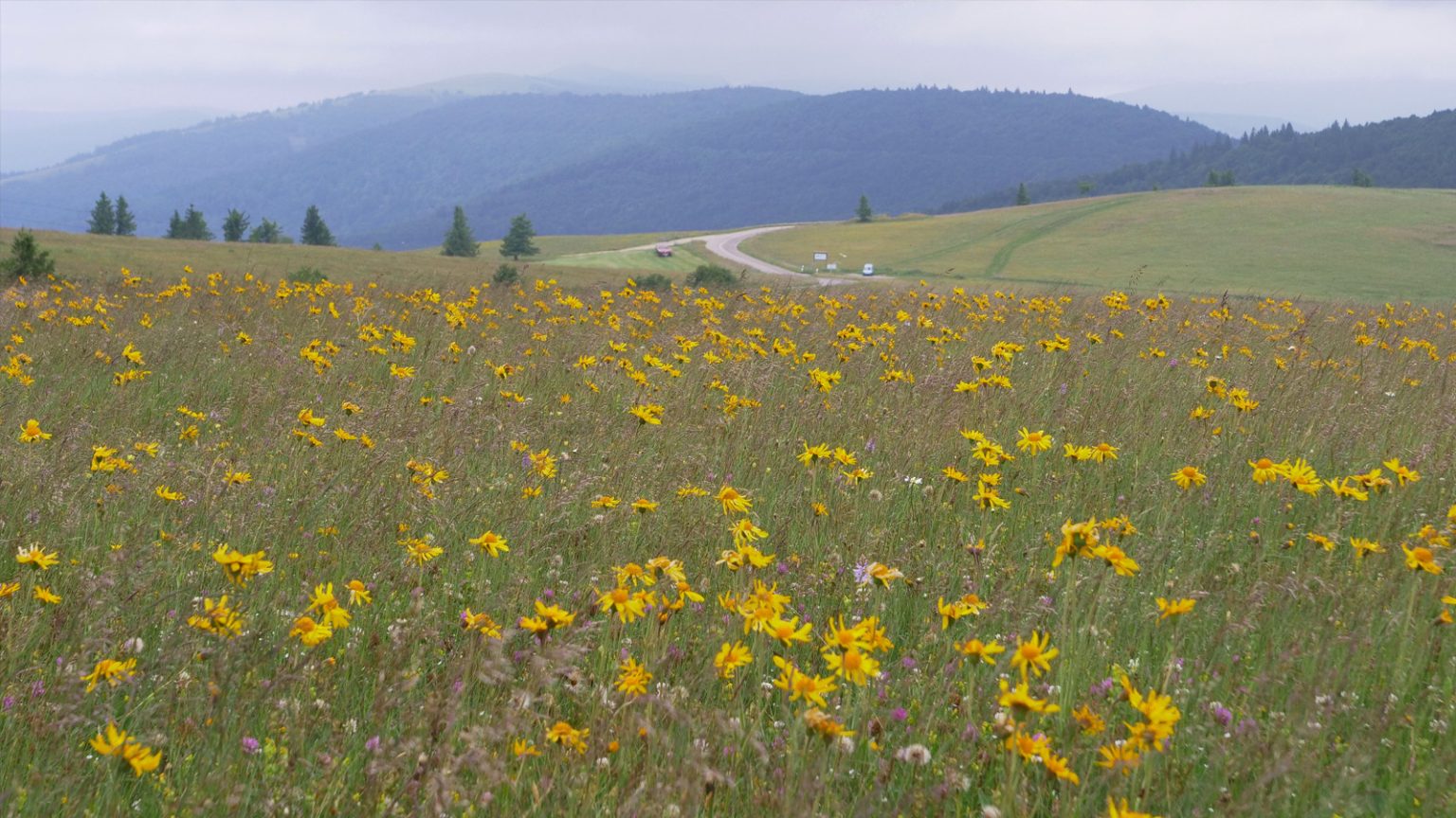 Arnica 2025 Vosges 3