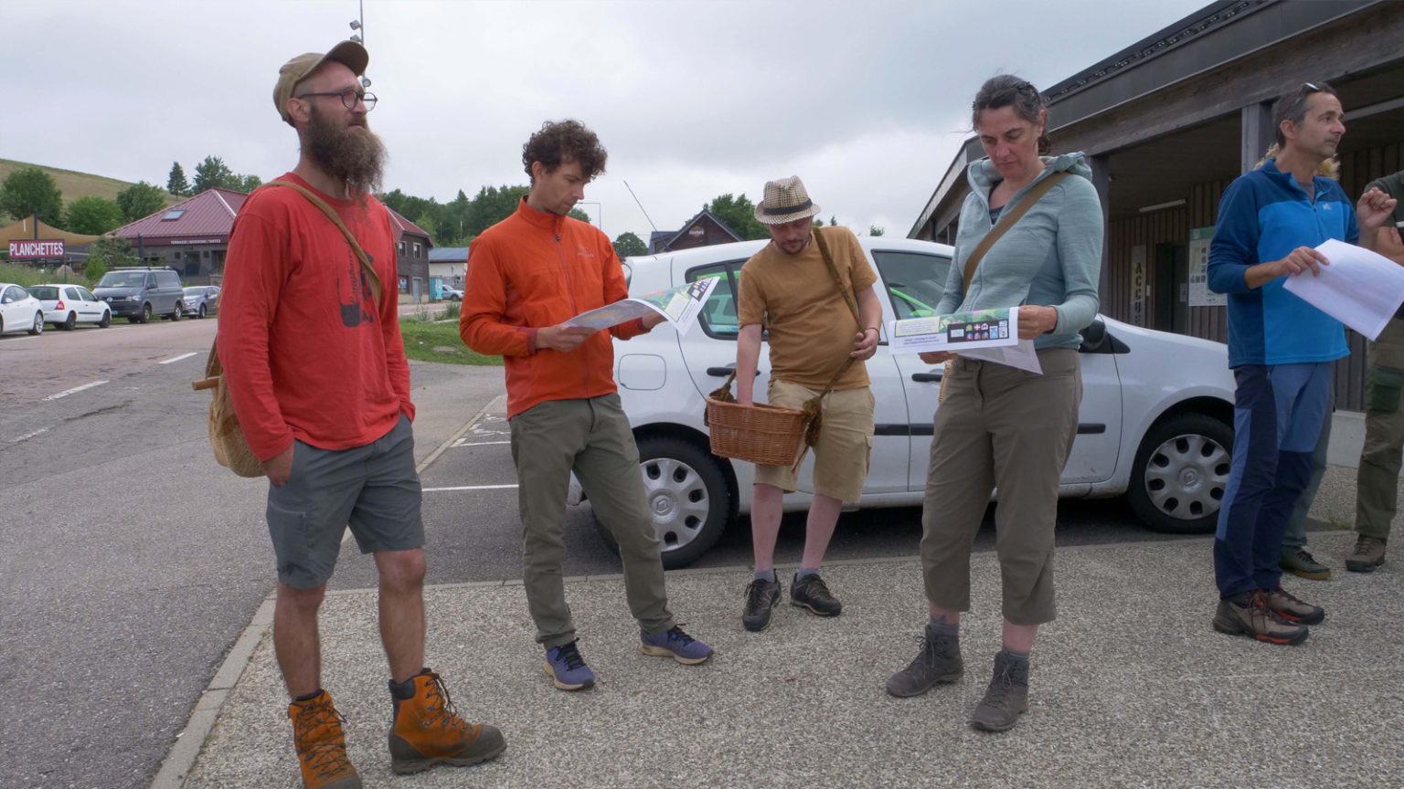 Arnica 2025 Vosges 4