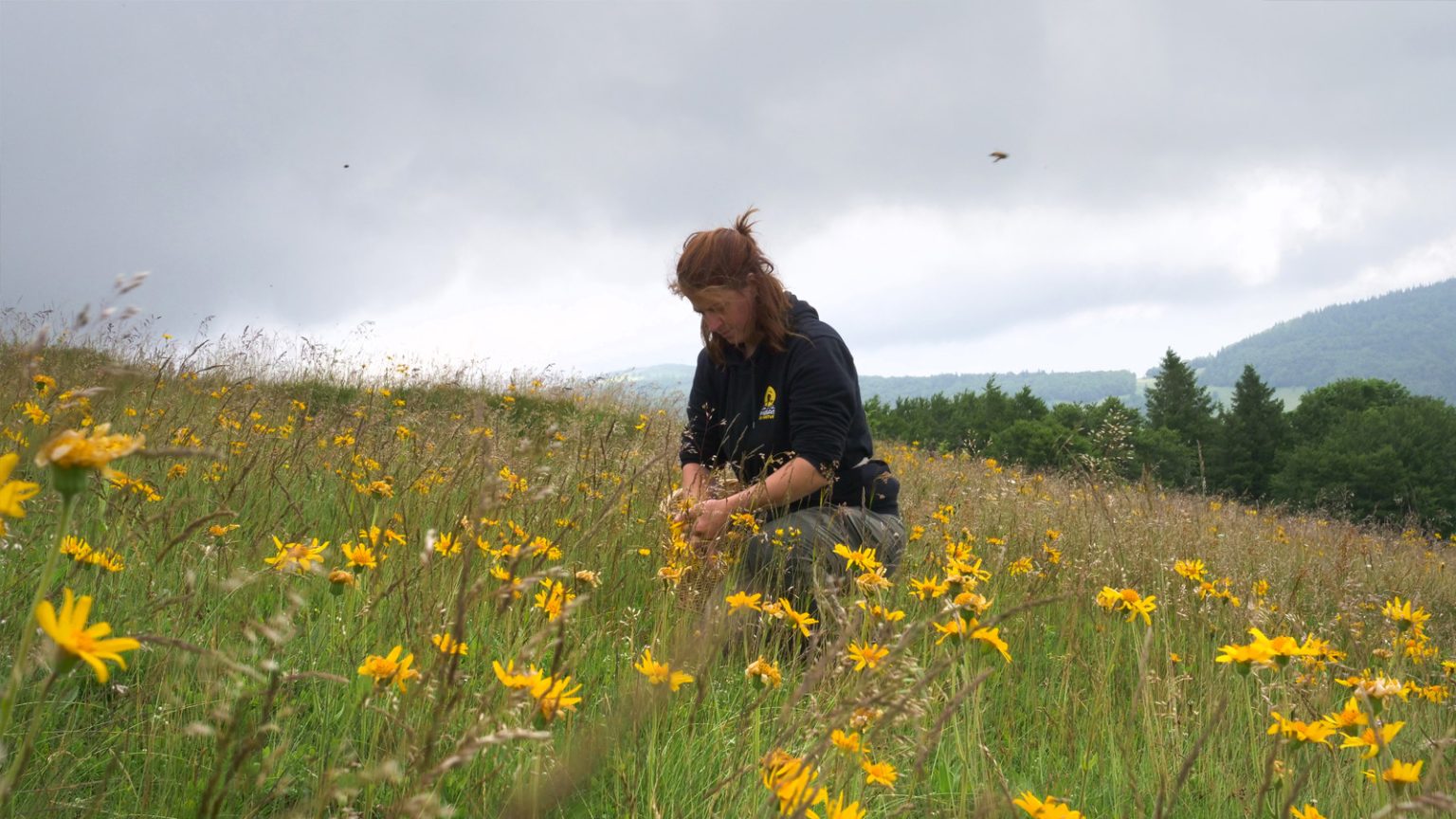 Arnica 2025 Vosges 5