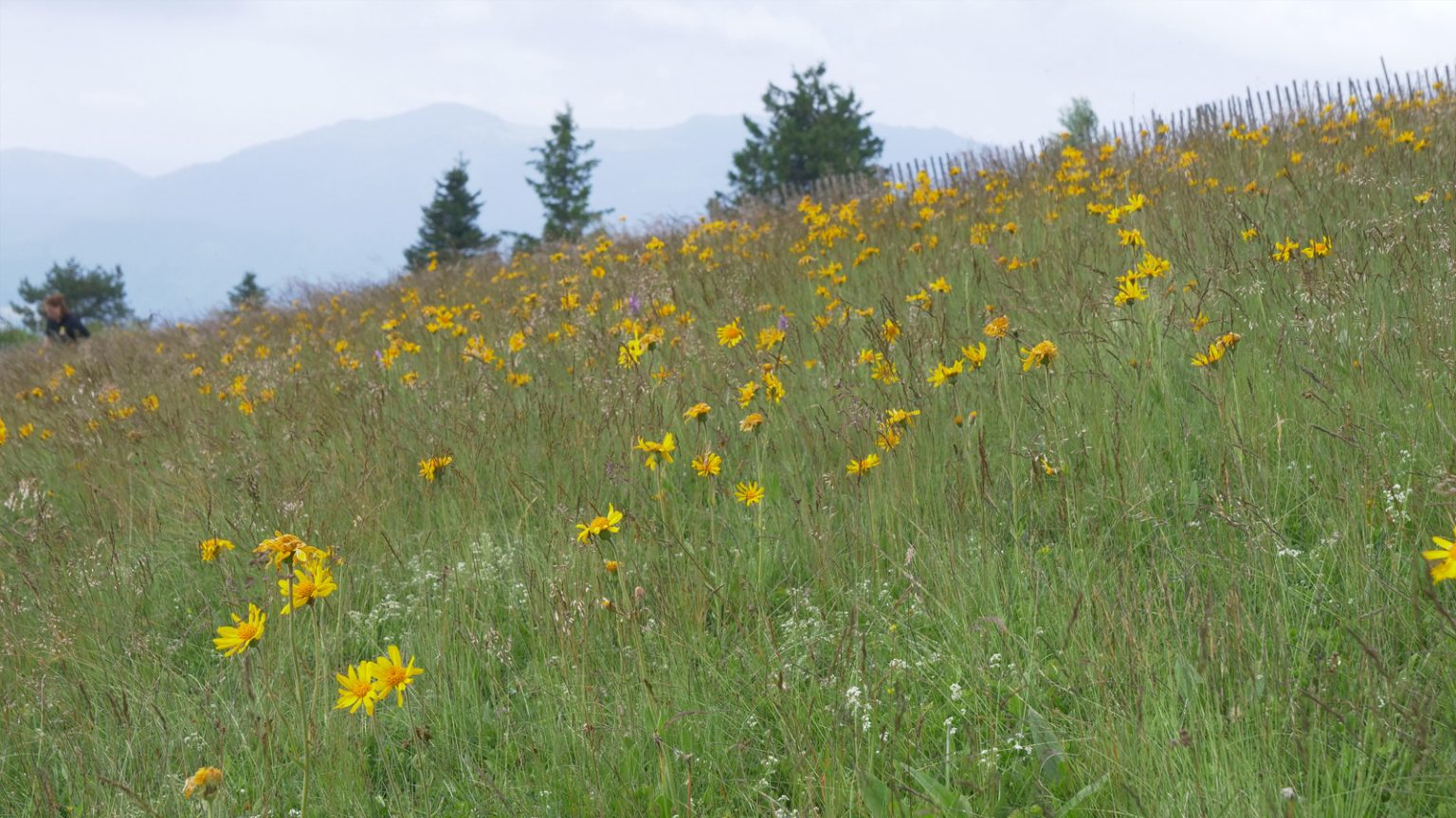 Arnica 2025 Vosges 6